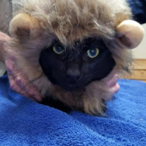 A black cat wearing a lion costume